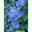 Ipomoea purpurea 'Blauer Himmel' - Prunkwinde (Saatgut)