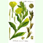 Oenothera biennis - Nachtkerze (Bio-Saatgut)