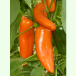 Paprika Hamik - Gemüsepaprika (Saatgut)