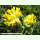 Anthyllis vulneraria ssp. alpestris - Alpen-Wundklee (Saatgut)