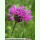 Centaurea rhaetica - Rätische Flockenblume (Saatgut)