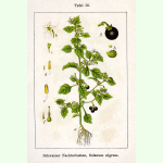 Solanum nigrum - Schwarzer Nachtschatten (Saatgut)