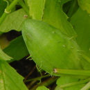 Cyclanthera pedata - Hörnchenkürbis (Saatgut)