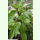 Ocimum basilicum var. cinnamomum - Zimtbasilikum (Bio-Saatgut)