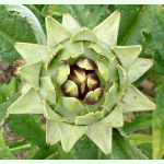 Cynara cardunculus f. scolymus Tavor - Gemüse-Artischocke (Bio-Saatgut)