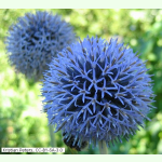 Echinops rhitro - Blaue Kugeldistel (Bio-Saatgut)