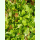 Salat-Mischung Misticanza I (Bio-Saatgut)