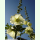 Alcea rosea gelbblühend - Stockrose (Bio-Saatgut)