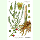 Asparagus officinalis Wildform - Grünspargel (Saatgut)
