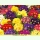 Primula vulgaris Grandiflora - Kissen-Primel Mischung (Saatgut)
