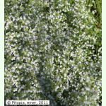 Calamintha nepeta ssp. nepeta White Cloud Strain - Weiße Bergminze (Saatgut)