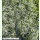 Calamintha nepeta ssp. nepeta White Cloud Strain - Weiße Bergminze (Saatgut)