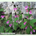Calamintha grandiflora - Großblütige Bergminze (Saatgut)