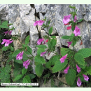 Calamintha grandiflora - Großblütige Bergminze...