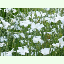 Agrostemma gracilis - Weiße Kornrade (Bio-Saatgut)
