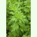 Artemisia carvifolia - Einjähriger Beifuß...