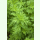 Artemisia carvifolia - Einjähriger Beifuß (Saatgut)