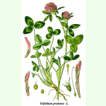 Trifolium pratense - Rotklee (Bio-Saatgut)