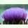 Cynara cardunculus var. scolymus Violet Globe - Gemüse-Artischocke (Saatgut)