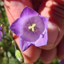 Campanula rotundifolia - Rundblättrige Glockenblume (Bio-Saatgut)