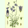 Campanula rotundifolia - Rundblättrige Glockenblume (Bio-Saatgut)