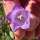 Campanula rotundifolia - Rundblättrige Glockenblume (Bio-Saatgut)