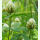 Trifolium squarrosum - Sparriger Klee (Bio-Saatgut)