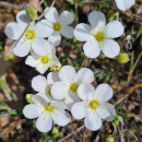 Arenaria montana - Berg-Sandkraut (Saatgut)