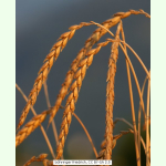 Getreide - Winterdinkel (Bio-Saatgut)