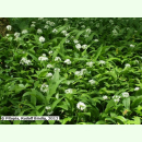 Allium ursinum - Bärlauch (Pflanzgut)