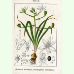 Ornithogalum umbellatum - Dolden-Milchstern (Pflanzgut Herbst)