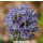 Allium caeruleum - Blaulauch (Pflanzgut)