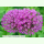 Allium aflatunense Purple Sensation - Kugel-Lauch (Pflanzgut)