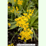 Allium moly Jeannine - Goldlauch (Pflanzgut)