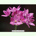 Allium oreophilum - Rosen-Zwerglauch (Pflanzgut)