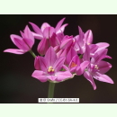 Allium oreophilum - Rosen-Zwerglauch (Pflanzgut)