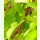 Dioscorea batatas II - Chinesische Yamswurzel 2-10 mm (Pflanzgut)