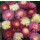 Centaurea moschata Großblumige Mischung - Duftflockenblume (Saatgut)