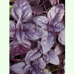Ocimum basilicum var. purpureum - Rotblättriges Basilikum (Bio-Saatscheibe)