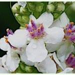 Verbascum blattaria f. albiflorum - Weiße Schaben-Königskerze (Saatgut)