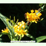 Asclepias curassavica Silky Gold - Gelbe Seidenpflanze (Saatgut)