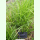 Cyperus esculentus var. sativus - Erdmandel (Bio-Pflanzgut)