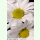Tanacetum cinerariifolium - Dalmatinische Insektenblume (Bio-Saatgut)