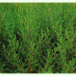 Artemisia capillaris Grüne Feder - Chinesisches Moxakraut (Saatgut)