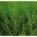 Artemisia capillaris Grüne Feder - Chinesisches...