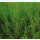 Artemisia capillaris Grüne Feder - Chinesisches Moxakraut (Saatgut)