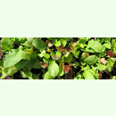Salat-Mischung - Bunte Salate (Bio-Saatplatte)