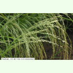 Eragrostis abyssinica - Teff (Saatgut)