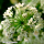 Allium cowanii - Neapel-Lauch (Pflanzgut Herbst)