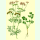Coriandrum sativum Caribe - Blatt-Koriander (Bio-Saatgut)